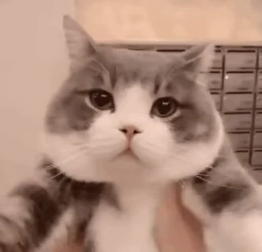 🙁 Стикер «禁止瞪猫猫» для Telegram