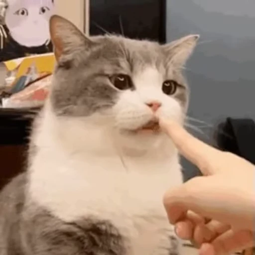 👈 Стикер «禁止瞪猫猫» для Telegram