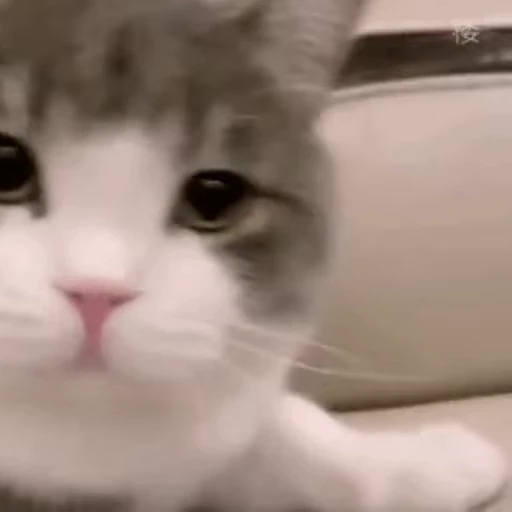 😡 Стикер «禁止瞪猫猫» для Telegram