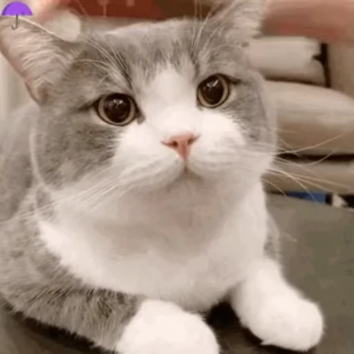 😺 Стикер «禁止瞪猫猫» для Telegram