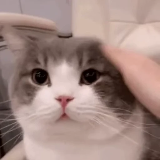 😩 Стикер «禁止瞪猫猫» для Telegram