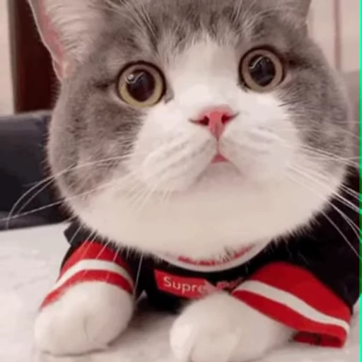 👀 Стикер «禁止瞪猫猫» для Telegram