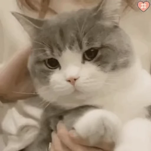 🖐 Стикер «禁止瞪猫猫» для Telegram