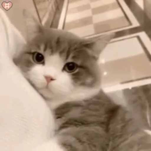 👩‍🦰 Стикер «禁止瞪猫猫» для Telegram