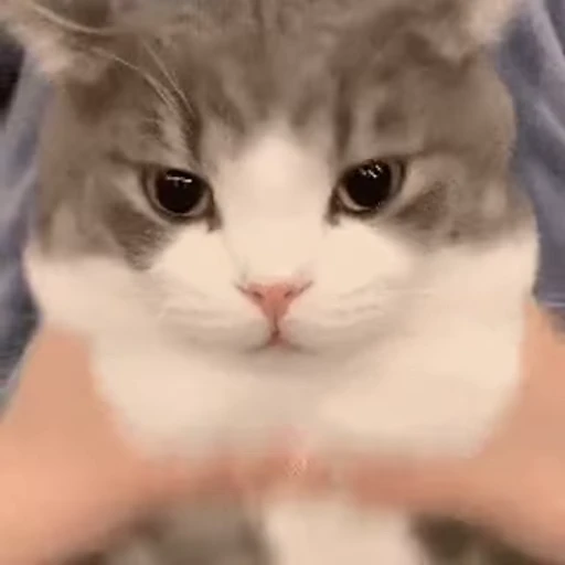 👿 Стикер «禁止瞪猫猫» для Telegram