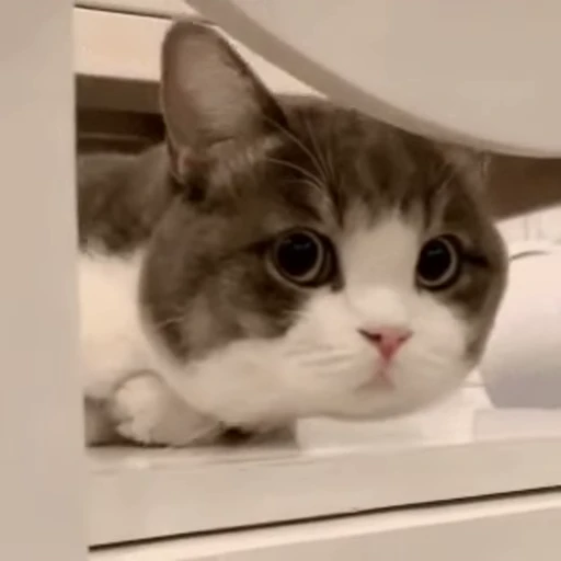 👀 Стикер «禁止瞪猫猫» для Telegram