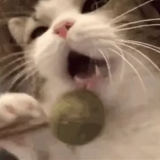 😮 Стикер «禁止瞪猫猫» для Telegram