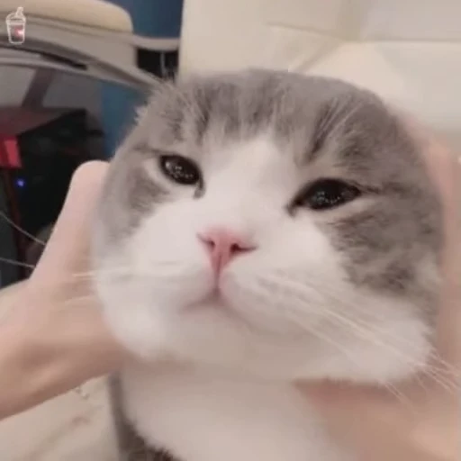 🤡 Стикер «禁止瞪猫猫» для Telegram