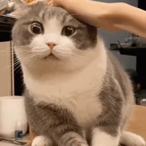 🧐 Стикер «禁止瞪猫猫» для Telegram