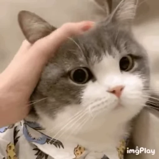 🐰 Стикер «禁止瞪猫猫» для Telegram