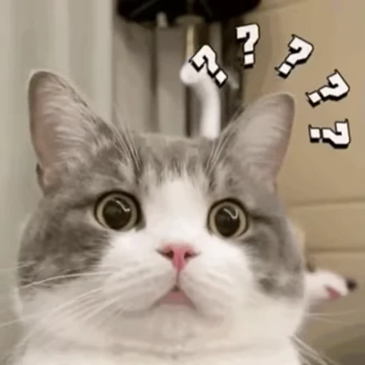 ❓ Стикер «禁止瞪猫猫» для Telegram
