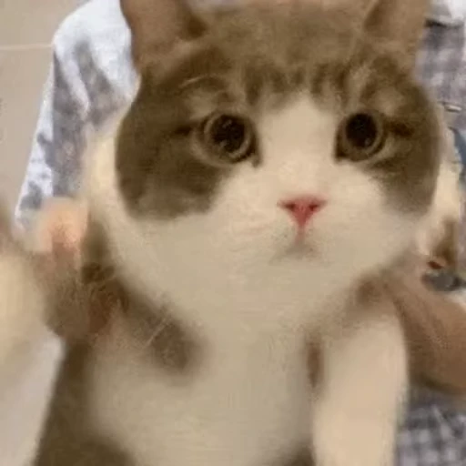 💃 Стикер «禁止瞪猫猫» для Telegram