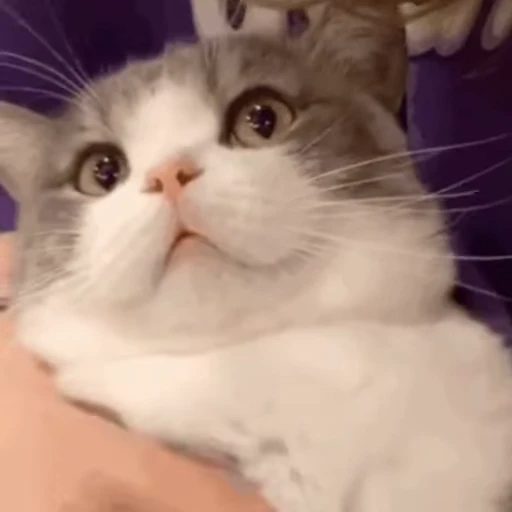 🤗 Стикер «禁止瞪猫猫» для Telegram