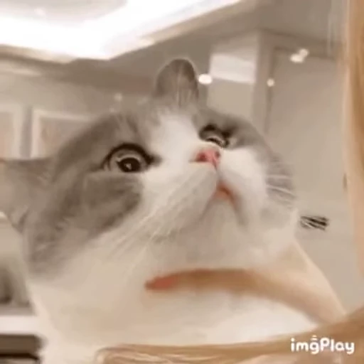 😨 Стикер «禁止瞪猫猫» для Telegram