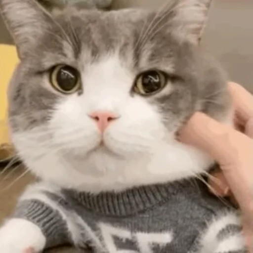 🤤 Стикер «禁止瞪猫猫» для Telegram