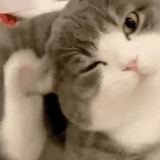 🦵 Стикер «禁止瞪猫猫» для Telegram