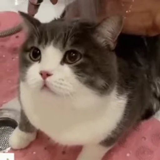 🛀 Стикер «禁止瞪猫猫» для Telegram