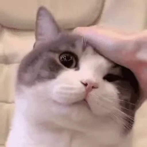 🖐 Стикер «禁止瞪猫猫» для Telegram