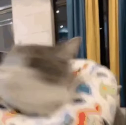 🏃‍♀️ Стикер «禁止瞪猫猫» для Telegram
