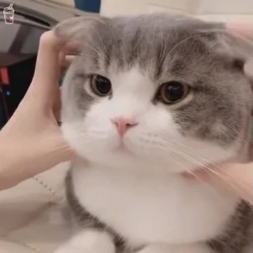 🧚‍♀️ Стикер «禁止瞪猫猫» для Telegram