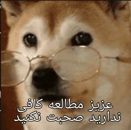 🤓 Стикер «Donya’s mood as fuck» для Telegram