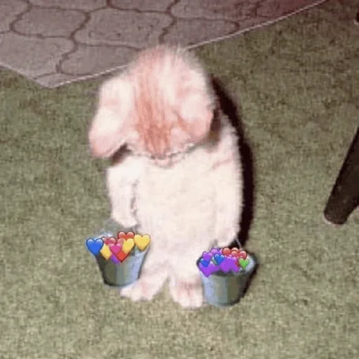 🥰 Стикер «Donya’s mood as fuck» для Telegram