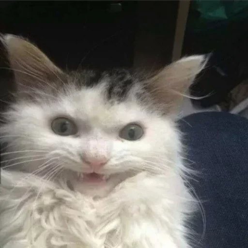 😇 Стикер «Donya’s mood as fuck» для Telegram