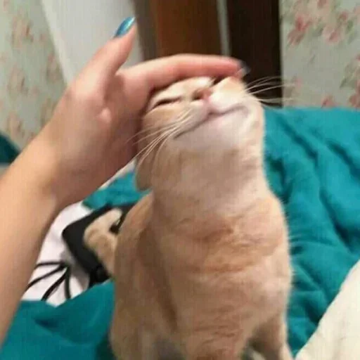😇 Стикер «Donya’s mood as fuck» для Telegram