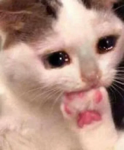 😭 Стикер «Donya’s mood as fuck» для Telegram