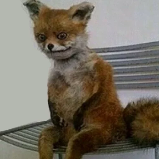 😞 Стикер «Donya’s mood as fuck» для Telegram