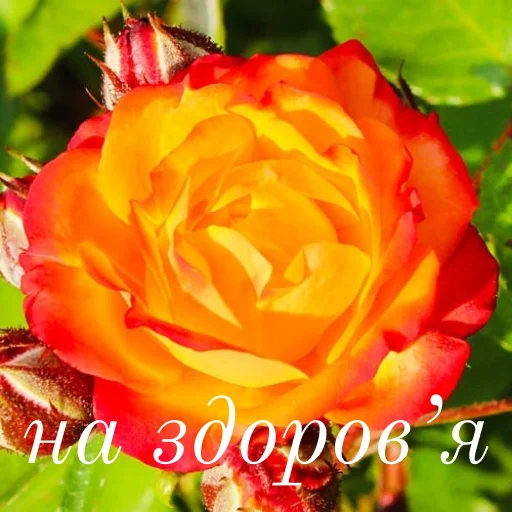 😊 Стикер «щиро кохаю!)» для Telegram