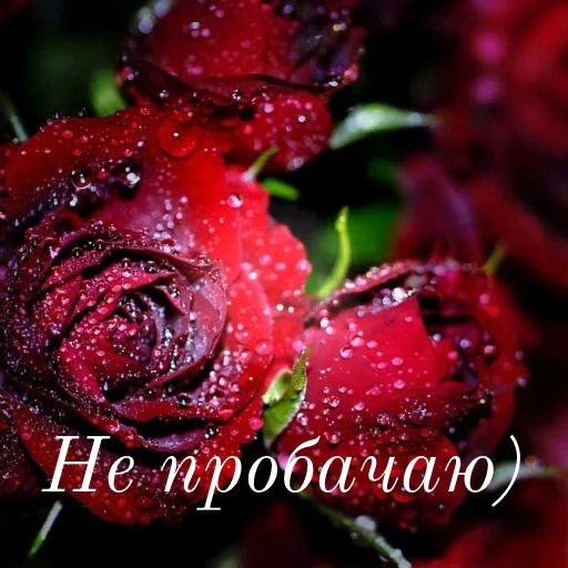 🥲 Стикер «щиро кохаю!)» для Telegram