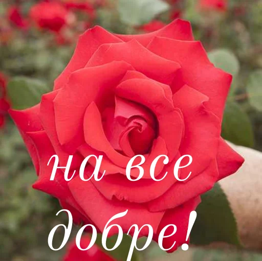 🥰 Стикер «щиро кохаю!)» для Telegram