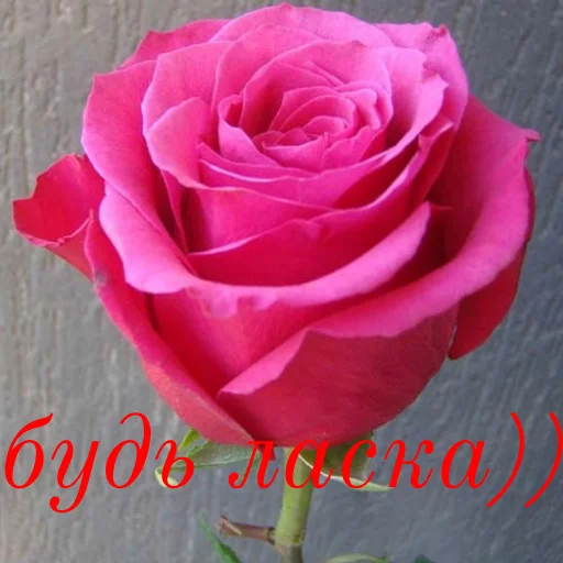 🥰 Стикер «щиро кохаю!)» для Telegram