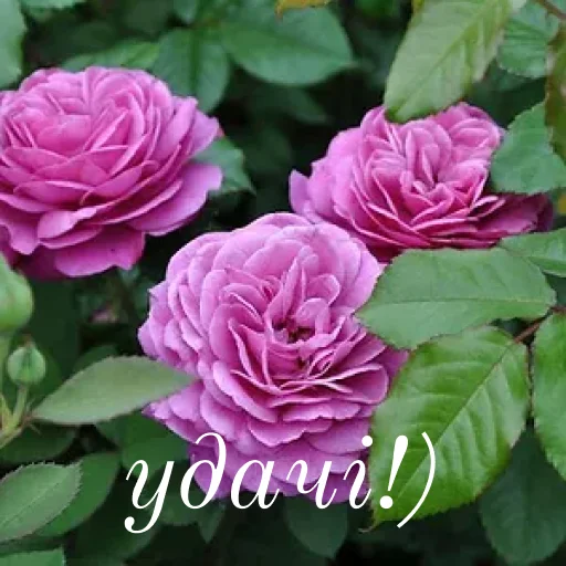 💕 Стикер «щиро кохаю!)» для Telegram