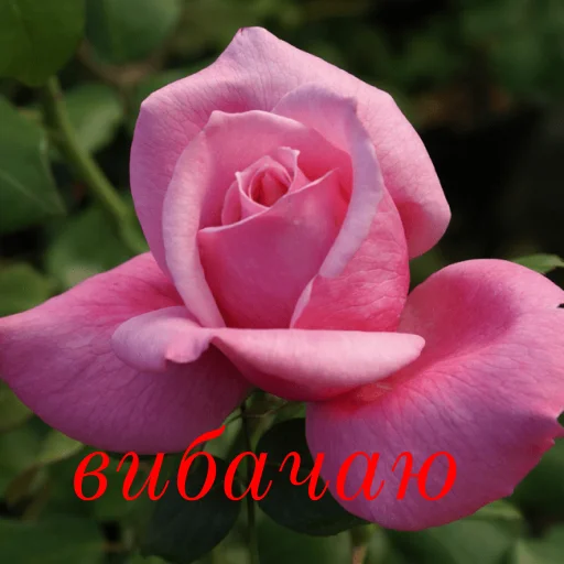 😌 Стикер «щиро кохаю!)» для Telegram