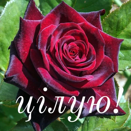 😘 Стикер «щиро кохаю!)» для Telegram
