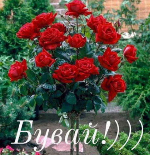 ❤️ Стикер «щиро кохаю!)» для Telegram
