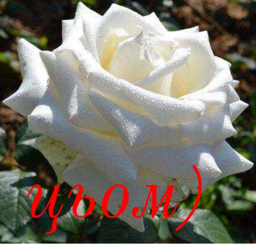😘 Стикер «щиро кохаю!)» для Telegram