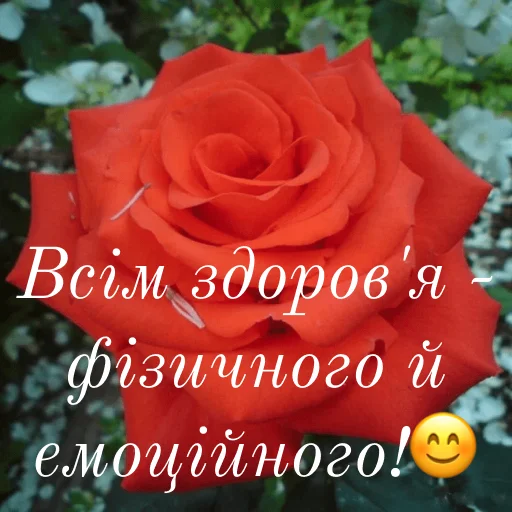😊 Стикер «щиро кохаю!)» для Telegram