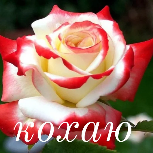 🥰 Стикер «щиро кохаю!)» для Telegram