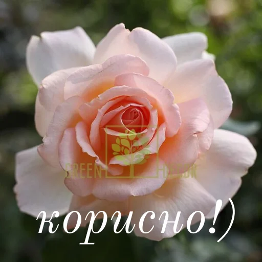 🥰 Стикер «щиро кохаю!)» для Telegram