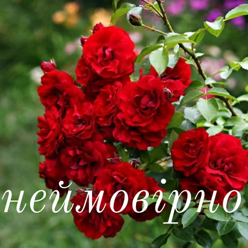 😍 Стикер «щиро кохаю!)» для Telegram