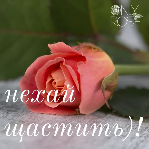 💕 Стикер «щиро кохаю!)» для Telegram