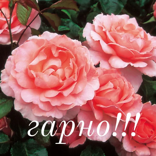 😍 Стикер «щиро кохаю!)» для Telegram
