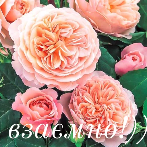 💞 Стикер «щиро кохаю!)» для Telegram