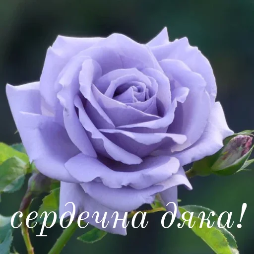 ❤️ Стикер «щиро кохаю!)» для Telegram
