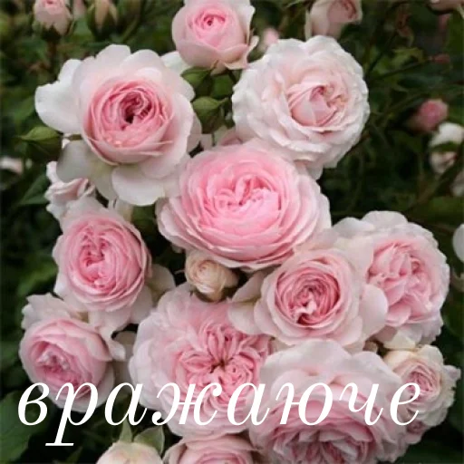❤️ Стикер «щиро кохаю!)» для Telegram