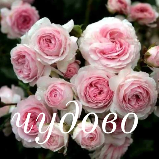 😍 Стикер «щиро кохаю!)» для Telegram