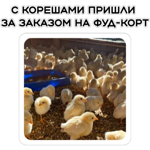 🍔 Стикер «Курьерская сила» для Telegram